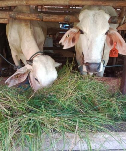 cara mengurangi waktu pencacahan rumput