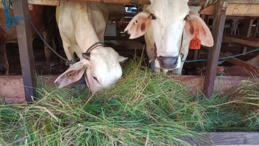 cara mengurangi waktu pencacahan rumput