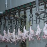 usaha pemotongan ayam skala kecil