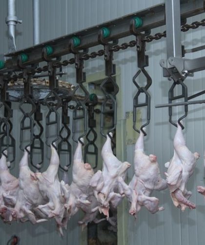 usaha pemotongan ayam skala kecil
