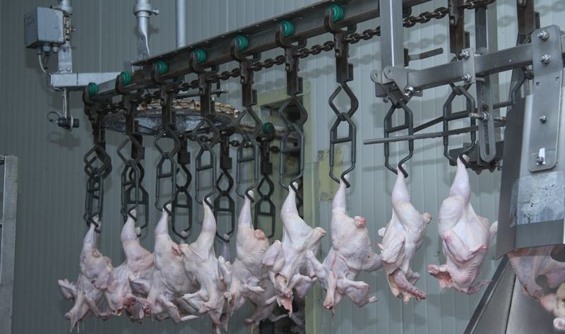 usaha pemotongan ayam skala kecil