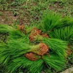 cara menyimpan bibit semai kering