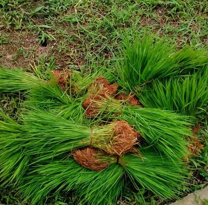 cara menyimpan bibit semai kering