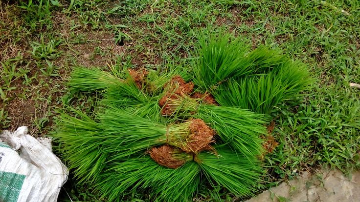 cara menyimpan bibit semai kering