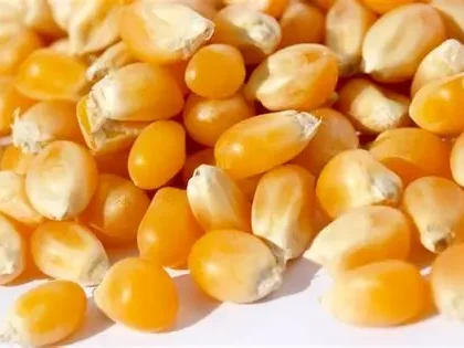 cara menyimpan jagung pipilan
