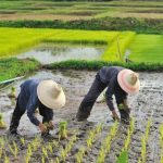 koordinasi kelompok tani untuk jadwal tanam