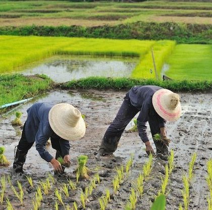 koordinasi kelompok tani untuk jadwal tanam