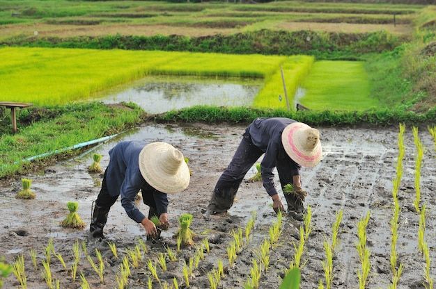 koordinasi kelompok tani untuk jadwal tanam