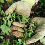cara membersihkan gulma sebelum tanam