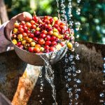 pemanfaatan kulit kopi menjadi kompos