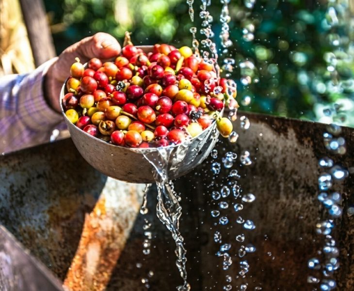 pemanfaatan kulit kopi menjadi kompos