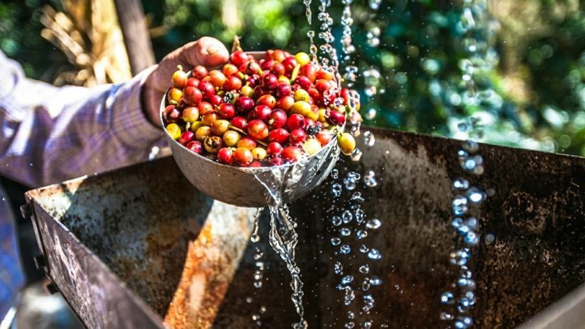 pemanfaatan kulit kopi menjadi kompos